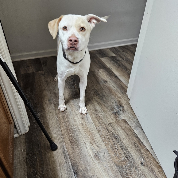 Meet your Posher, Kim - Picture 4 of 4